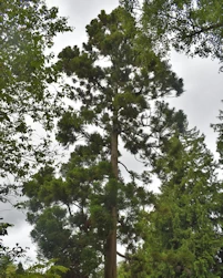 Cryptomeria japonica