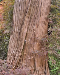 Cryptomeria japonica