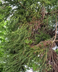 Cryptomeria japonica