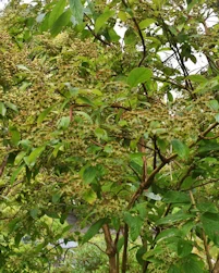 Deutzia longifolia veitchii