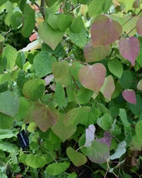 Disanthus cercidifolius
