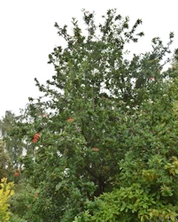 Embothrium coccineum