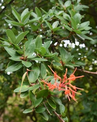 Embothrium coccineum