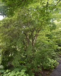 Enkianthus deflexus