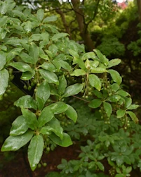 Enkianthus deflexus