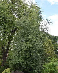 Acer griseum