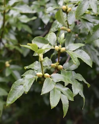 Acer griseum