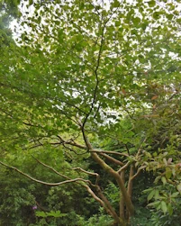 Hamamelis japonica