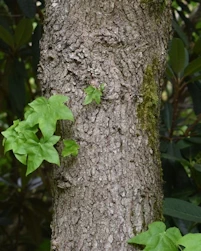 Liquidambar styraciflua
