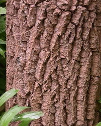 Oxydendron arboreum