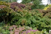 Parrotia persica