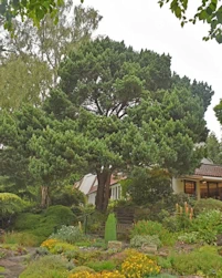 Pinus sylvestris globosa