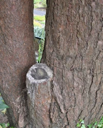Pinus sylvestris globosa