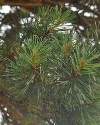 Pinus sylvestris globosa
