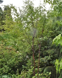 Prunus serrula Branklyn