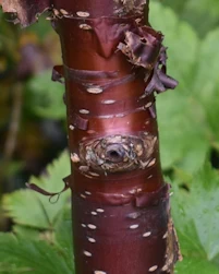 Prunus serrula Branklyn