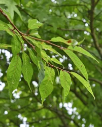 Prunus serrula Branklyn