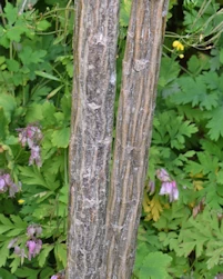 Pseudopanax ferox