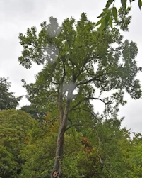 Betula pubescens glabra