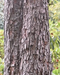 Pyrus spp
