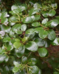 Rhododendron Carmen Williamsianum
