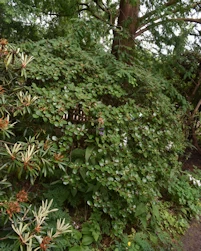 Rhododendron Carmen Williamsianum