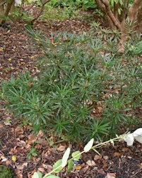 Rhododendron Roxieanum Oreonastes