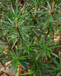 Rhododendron Roxieanum Oreonastes