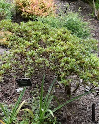 Rhododendron St Merren