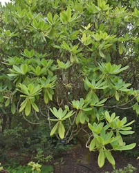 Rhododendron sutchuenense