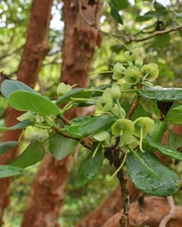 RHododendron Thomsonii