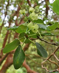 Rhododendron Thomsonii