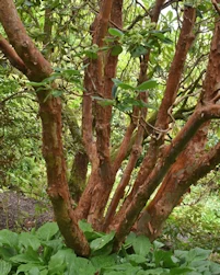 RHododendron Thomsonii