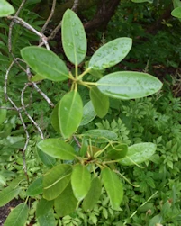 RHododendron Yunnanense