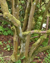 Rhododendron Yunnanense