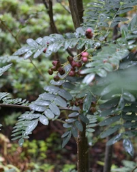 Sorbus gonggashanica