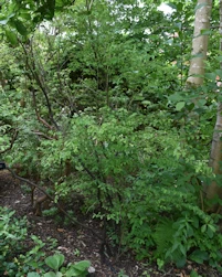 Vaccinium parvifolium
