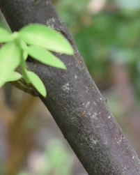 Vaccinium parvifolium