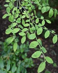 Vaccinium parvifolium