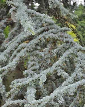 Blue Atlas cedar