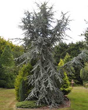 Blue Atlas cedar