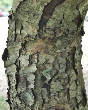 Medlar Bark