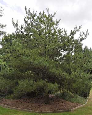 Japanese red pine