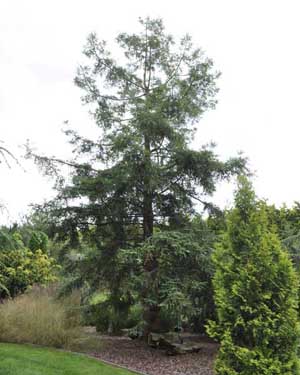 Coast redwood