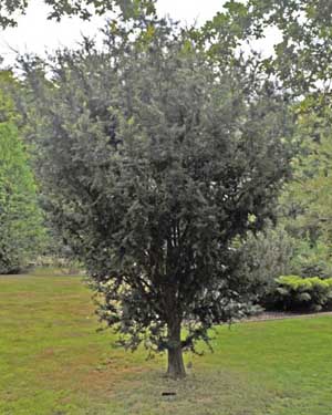Yew Hicksii