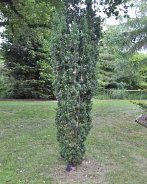 Irish Yew