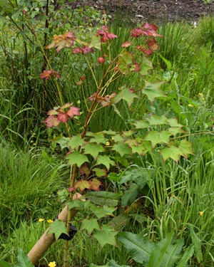 Acer cappadodicum rubrum