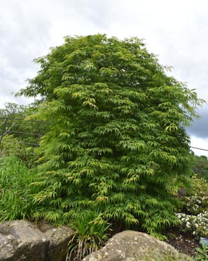 Acer palmatum