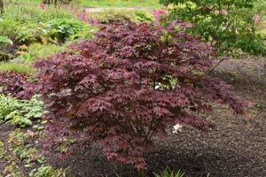 Acer palmatum