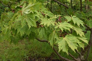 Acer palmatum